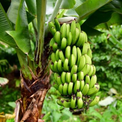 Why Buy Organic Bananas | Beyond the Chemical Load