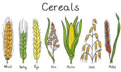 Whole grains are the heart of a healthy cereal